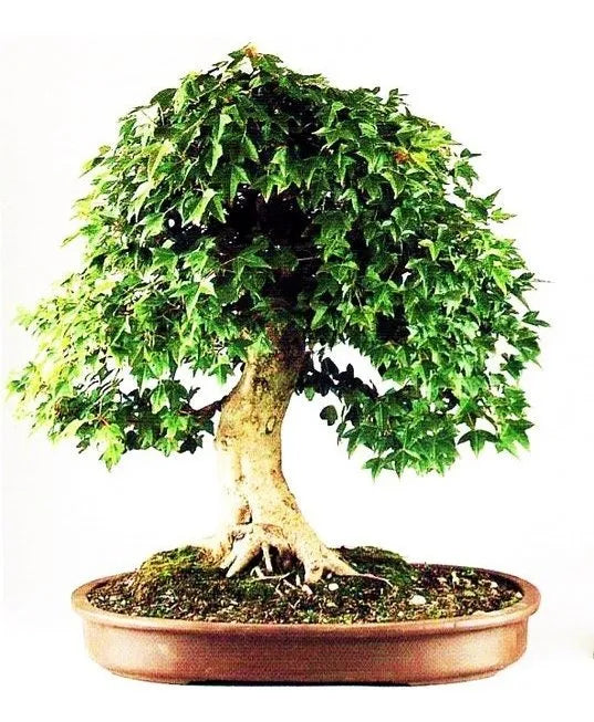 Curso De Bonsai - Muy Completo!