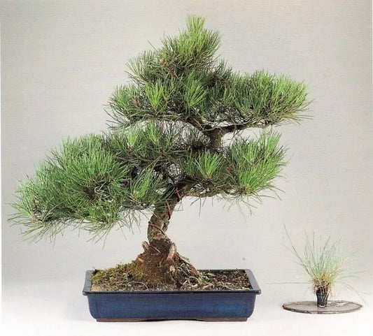 Curso De Bonsai - Muy Completo!