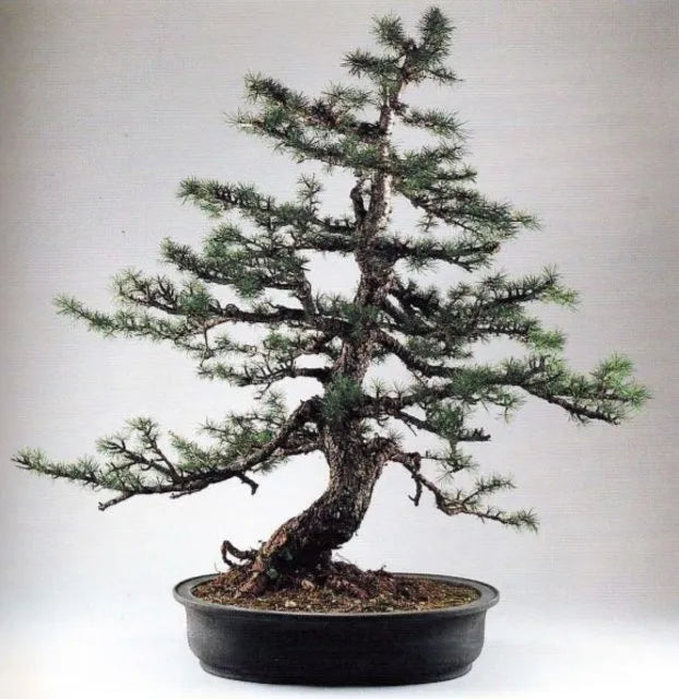 Curso De Bonsai - Muy Completo!